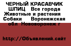 ЧЕРНЫЙ КРАСАВЧИК ШПИЦ - Все города Животные и растения » Собаки   . Воронежская обл.,Нововоронеж г.